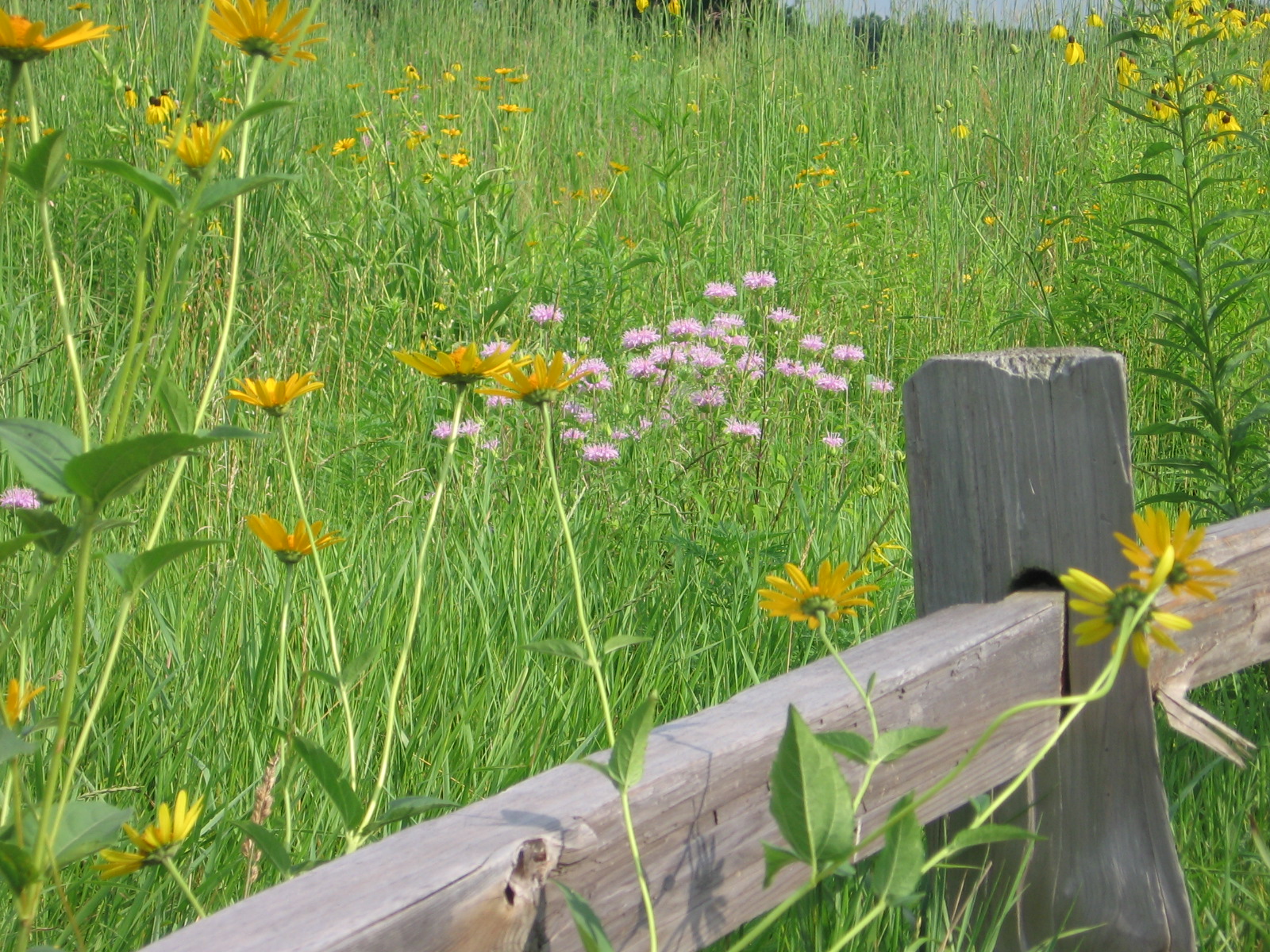 michigan native plants