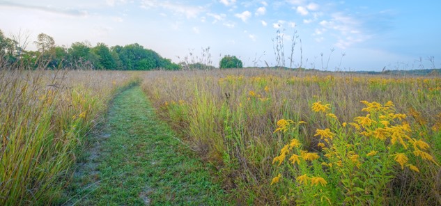 field with native michigan plants