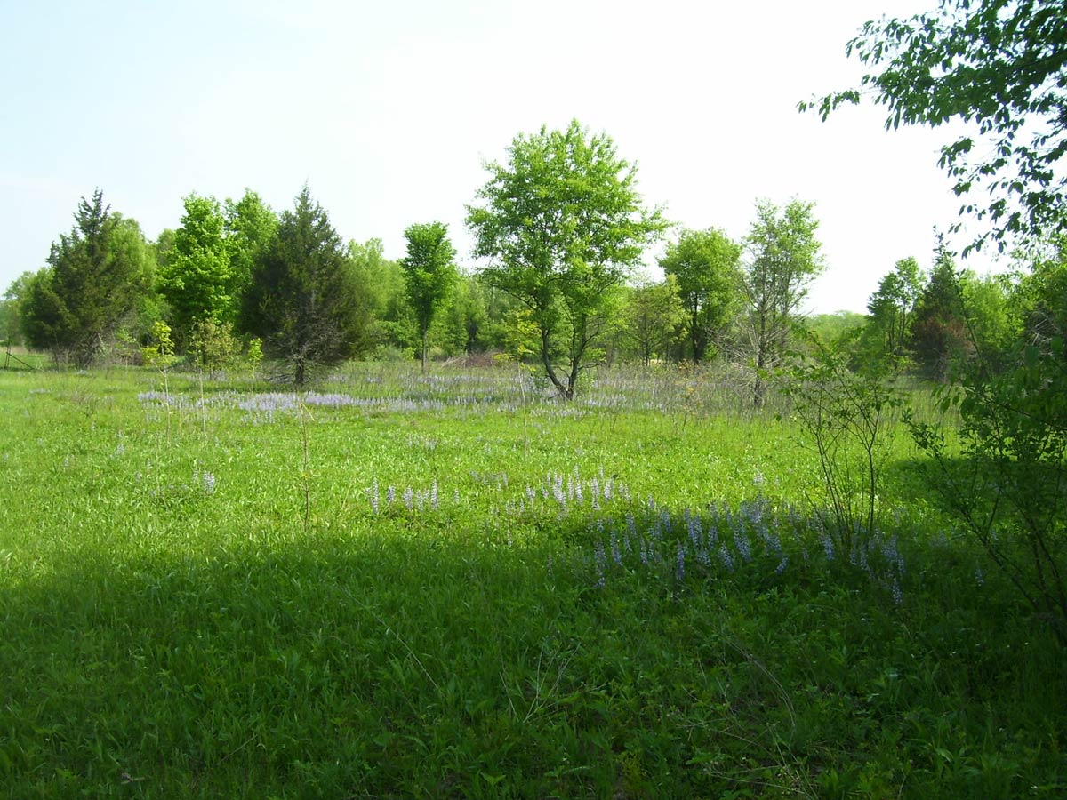 Lupine Shortgrass Prairie