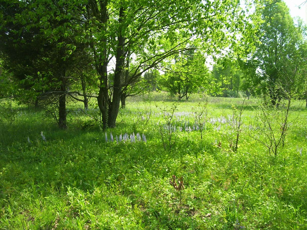 Lupine Shortgrass prairie