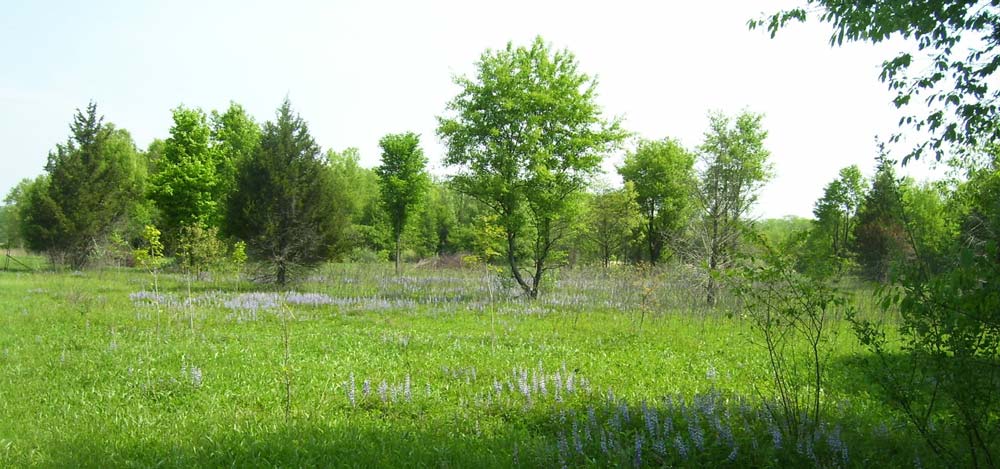 Lupine hoshel Shortgrass prairie