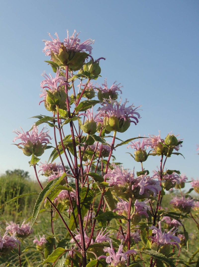 Wild Bergamot - Native Connections