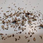 Sedge Seed Mix
