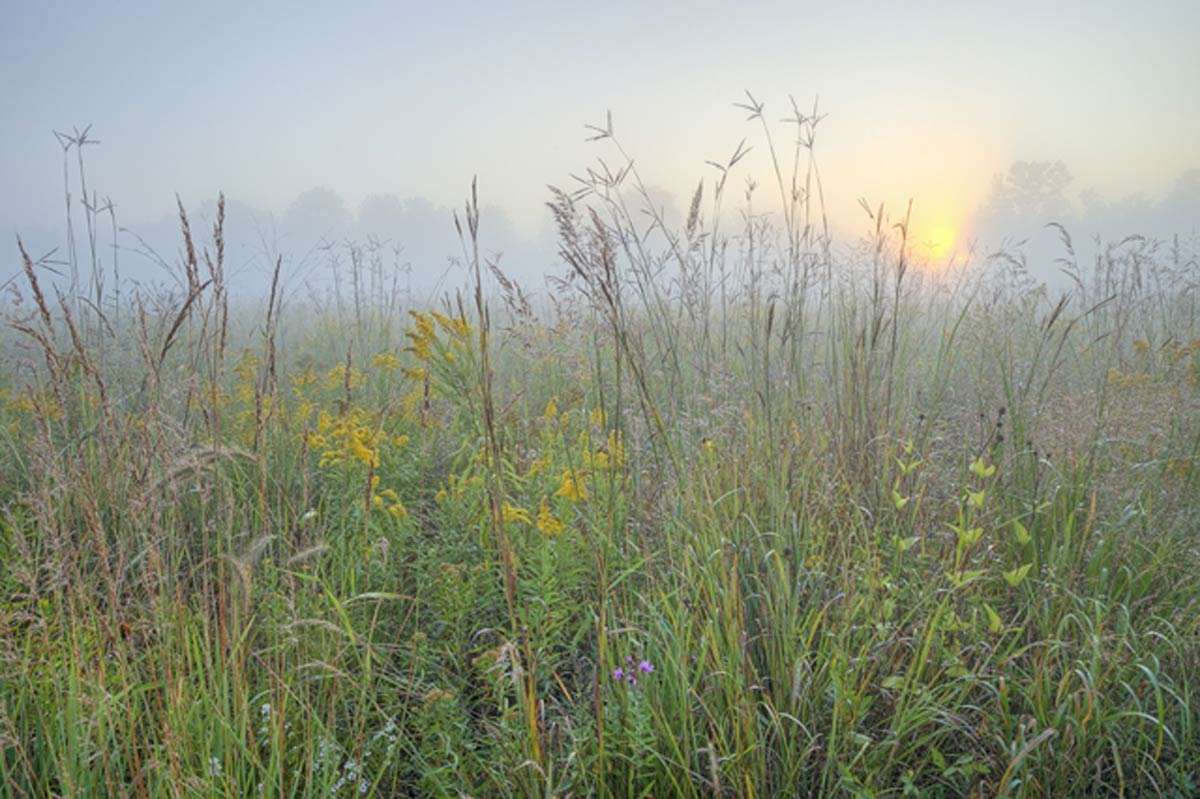 Tall Grass Prairie Sun & Fog