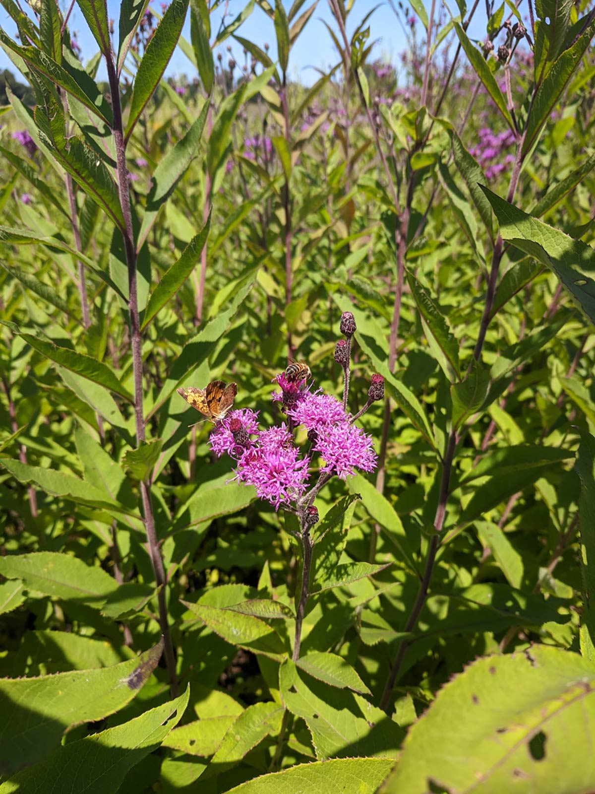 Vernonia missurica and Pollinators