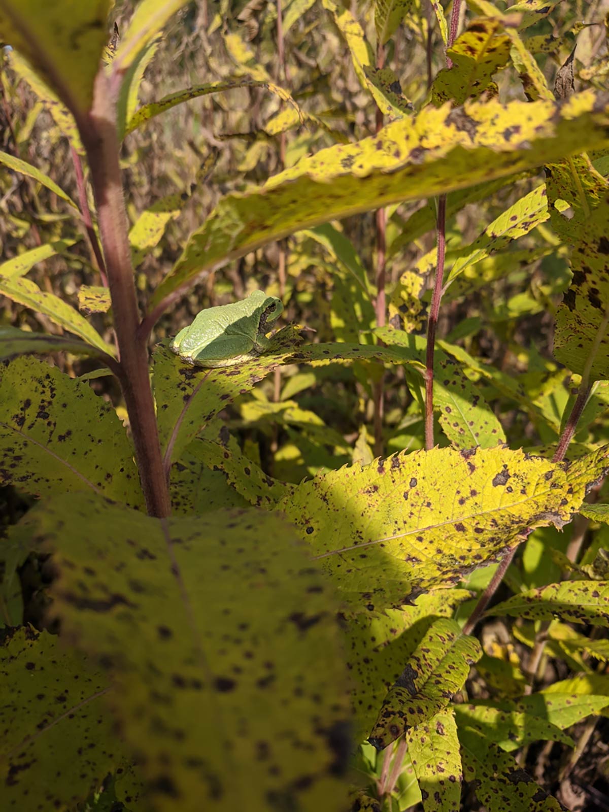 Vernonia missurica with Treefrog