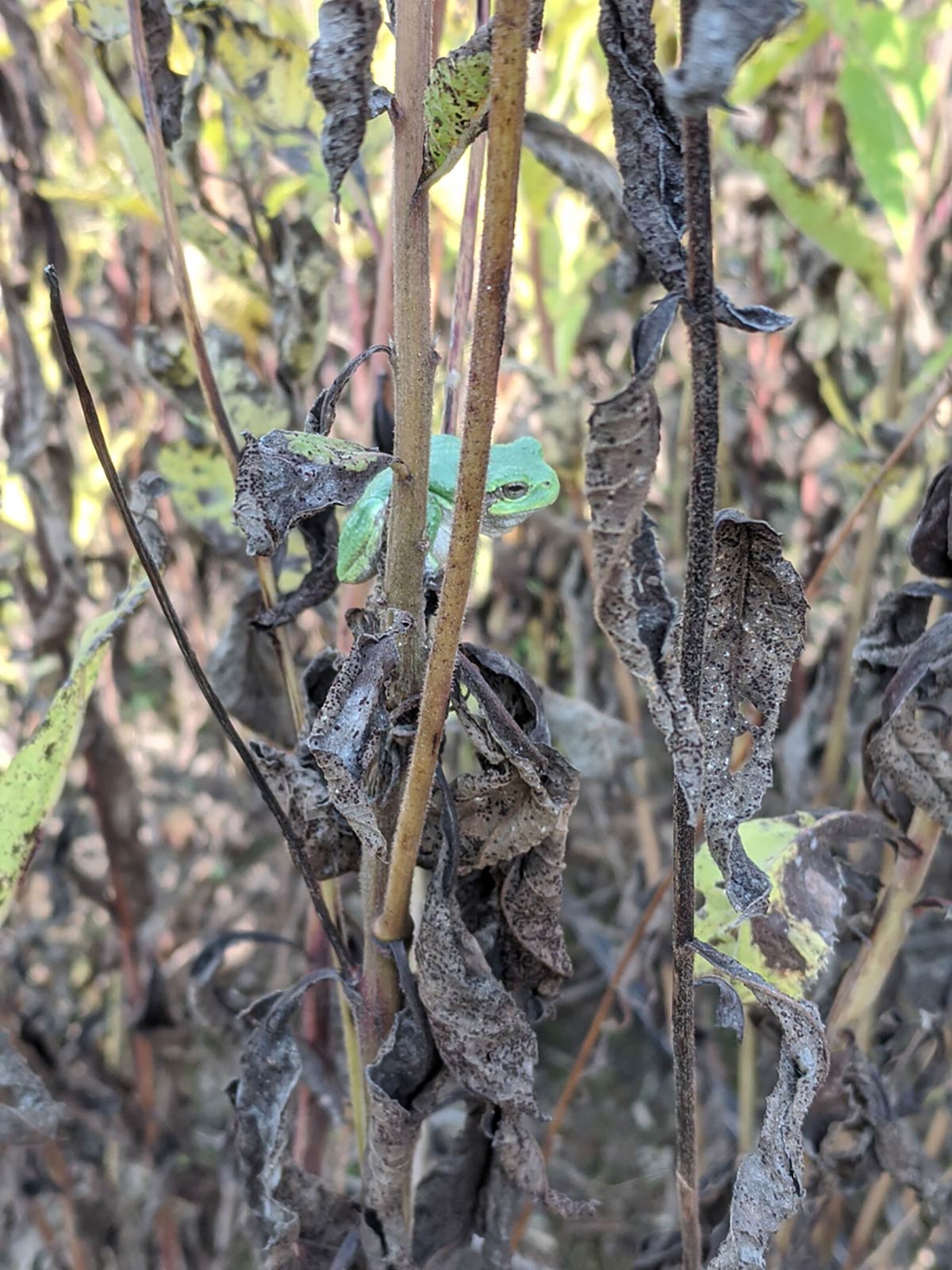 Vernonia missurica with Treefrog