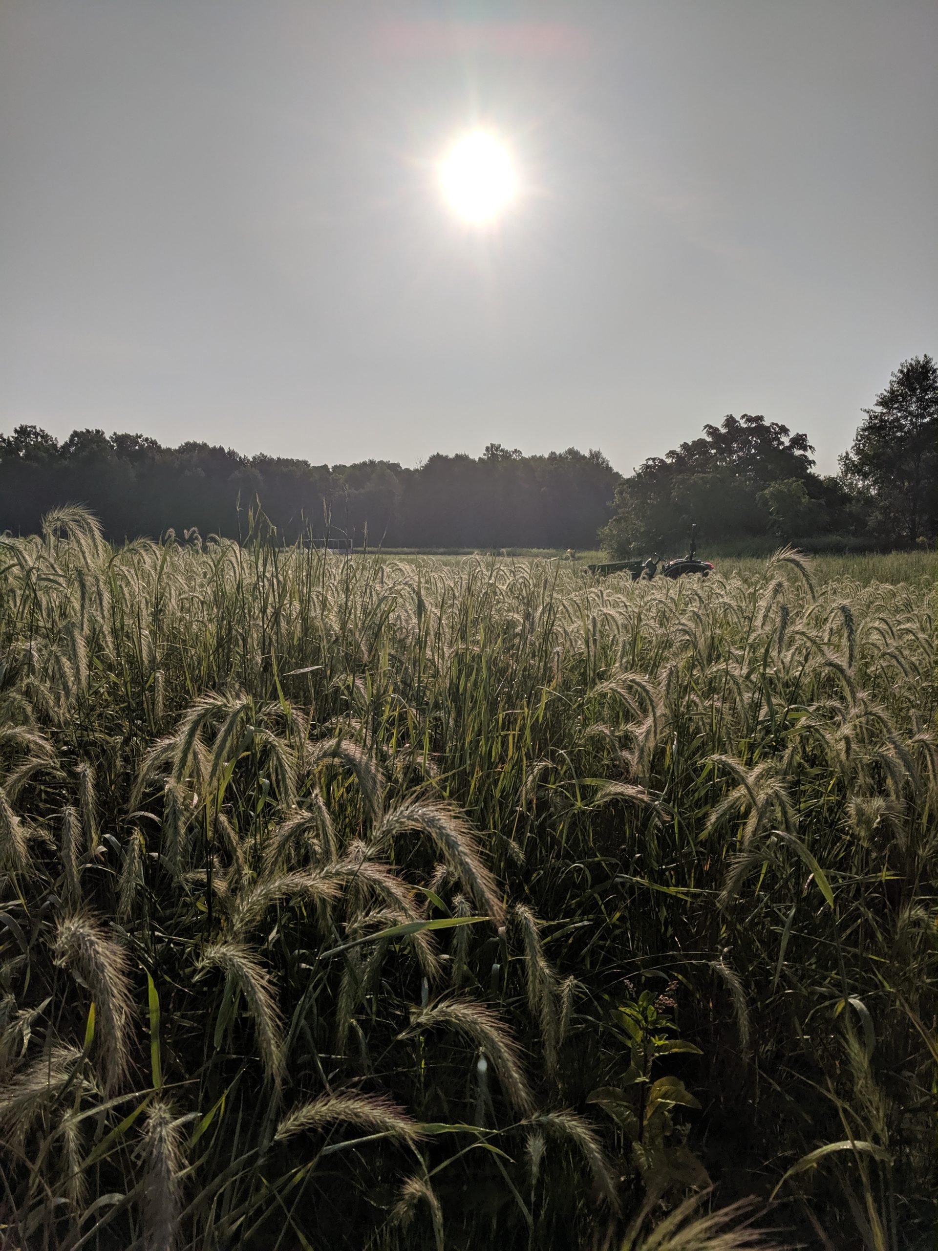 Elymus canadensis backlit in the morning