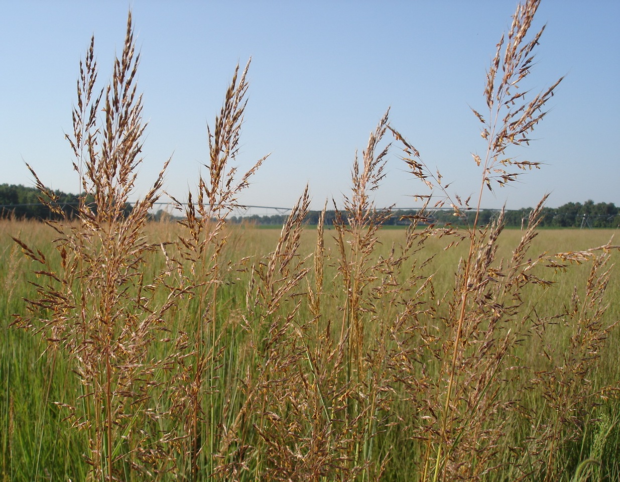 Indiangrass seed heads