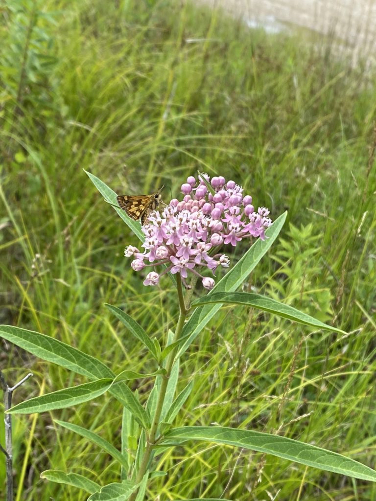 Asclepias Incarnata bloom with Skipper
