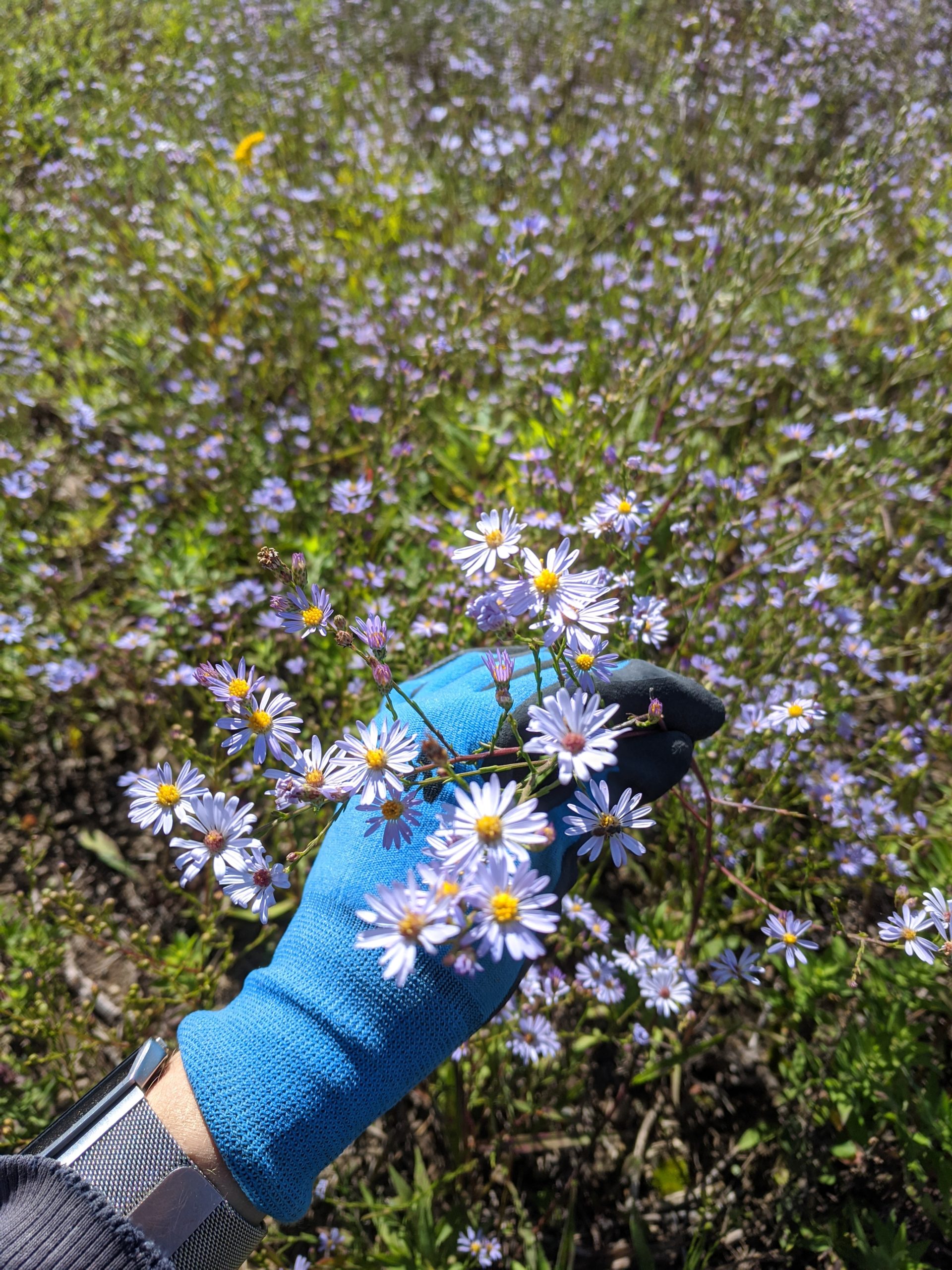 Sky Blue Aster blooms held by a gloved hand