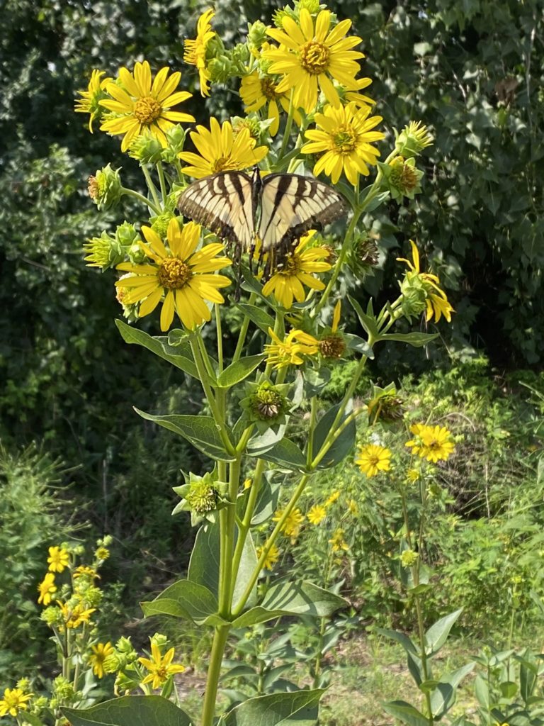 Silphium integrifolium blooms with Swallowtail