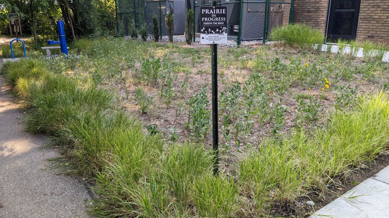 Portage Public Library Basic Shortgrass plot almost 1 year after planting