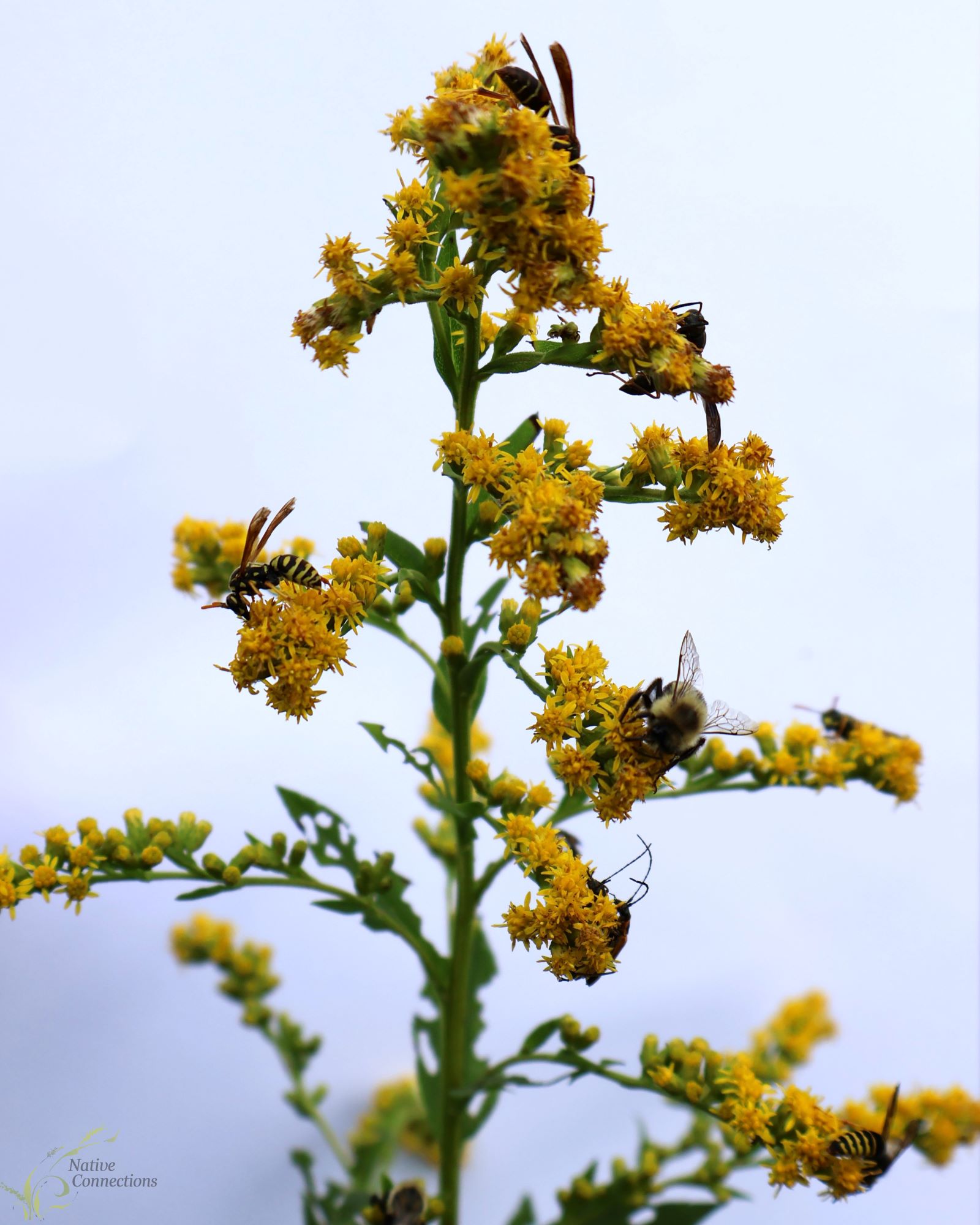Solidago patula or Swamp Goldenrod with pollinators